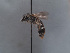  ( - HASARD-023)  @11 [ ] nrr (2024) Unspecified Simone Flaminio
