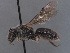  (Lasioglossum pseudocaspicum - HASARD-025)  @11 [ ] nrr (2024) Unspecified Simone Flaminio