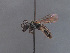  ( - HASARD-028)  @11 [ ] nrr (2024) Unspecified Simone Flaminio