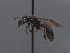  (Lasioglossum yakourense - HASARD-029)  @11 [ ] nrr (2024) Unspecified Simone Flaminio