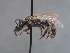  (Lasioglossum asellum - HASARD-035)  @11 [ ] nrr (2024) Unspecified Simone Flaminio