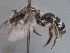  (Lasioglossum tadschicum - HASARD-039)  @11 [ ] nrr (2024) Unspecified Simone Flaminio