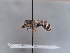  ( - HASARD-046)  @11 [ ] nrr (2024) Unspecified Simone Flaminio