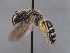  (Lasioglossum eurasicum - HASARD-052)  @11 [ ] nrr (2024) Unspecified Simone Flaminio