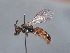 (Lasioglossum hilare - HASARD-074)  @11 [ ] nrr (2024) Unspecified Simone Flaminio