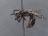  (Lasioglossum aphrodite - HASARD-077)  @11 [ ] nrr (2024) Unspecified Simone Flaminio