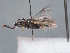  (Lasioglossum aff. podolicum - HASARD-089)  @11 [ ] nrr (2024) Unspecified Simone Flaminio