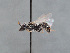  (Lasioglossum aff. nitidulum - HASARD-092)  @11 [ ] nrr (2024) Unspecified Simone Flaminio