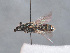  ( - HASARD-094)  @11 [ ] nrr (2024) Unspecified Simone Flaminio