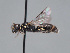  (Hylaeus kaigaonis - HASARD-107)  @11 [ ] nrr (2024) Unspecified Romain Le Divelec