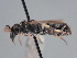  ( - HASARD-108)  @11 [ ] nrr (2024) Unspecified Romain Le Divelec