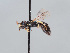  ( - HASARD-112)  @11 [ ] nrr (2024) Unspecified Romain Le Divelec