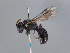  ( - HASARD-115)  @11 [ ] nrr (2024) Unspecified Romain Le Divelec