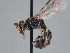  ( - HASARD-116)  @11 [ ] nrr (2024) Unspecified Romain Le Divelec