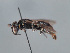  ( - HASARD-120)  @11 [ ] nrr (2024) Unspecified Romain Le Divelec