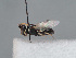  (Hylaeus fedtschenkoi - HASARD-126)  @11 [ ] nrr (2024) Unspecified Romain Le Divelec