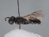  (Hylaeus ferghanicus - HASARD-127)  @11 [ ] nrr (2024) Unspecified Romain Le Divelec