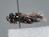  (Hylaeus hungaricus - HASARD-128)  @11 [ ] nrr (2024) Unspecified Romain Le Divelec