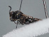  (Hylaeus mellon - HASARD-130)  @11 [ ] nrr (2024) Unspecified Romain Le Divelec