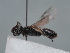  (Hylaeus michaelis - HASARD-131)  @11 [ ] nrr (2024) Unspecified Romain Le Divelec