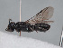  (Hylaeus nigricollis - HASARD-133)  @11 [ ] nrr (2024) Unspecified Romain Le Divelec