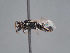  (Hylaeus potanini - HASARD-134)  @11 [ ] nrr (2024) Unspecified Romain Le Divelec