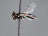  ( - HASARD-135)  @11 [ ] nrr (2024) Unspecified Romain Le Divelec