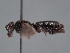  (Hylaeus punctiventris - HASARD-136)  @11 [ ] nrr (2024) Unspecified Romain Le Divelec