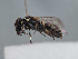  (Hylaeus lushanicus - HASARD-138)  @11 [ ] nrr (2024) Unspecified Romain Le Divelec