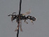  ( - HASARD-139)  @11 [ ] nrr (2024) Unspecified Romain Le Divelec
