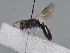  (Hylaeus orientalicus - HASARD-140)  @11 [ ] nrr (2024) Unspecified Romain Le Divelec