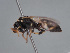  (Hylaeus tsingtauensis - HASARD-142)  @11 [ ] nrr (2024) Unspecified Romain Le Divelec