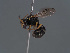  (Hylaeus donbakeri - HASARD-145)  @11 [ ] nrr (2024) Unspecified Romain Le Divelec