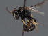  ( - HASARD-146)  @11 [ ] nrr (2024) Unspecified Romain Le Divelec