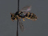  (Hylaeus emir - HASARD-147)  @11 [ ] nrr (2024) Unspecified Romain Le Divelec