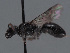  ( - HASARD-148)  @11 [ ] nrr (2024) Unspecified Romain Le Divelec