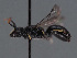  ( - HASARD-149)  @11 [ ] nrr (2024) Unspecified Romain Le Divelec