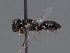  (Hylaeus omanicus - HASARD-150)  @11 [ ] nrr (2024) Unspecified Romain Le Divelec