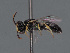  ( - HASARD-151)  @11 [ ] nrr (2024) Unspecified Romain Le Divelec