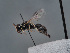  (Hylaeus laevithorax - HASARD-162)  @11 [ ] nrr (2024) Unspecified Romain Le Divelec