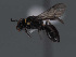  ( - HASARD-163)  @11 [ ] nrr (2024) Unspecified Romain Le Divelec