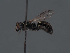  ( - HASARD-165)  @11 [ ] nrr (2024) Unspecified Romain Le Divelec