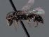  (Hylaeus iranicus - HASARD-168)  @11 [ ] nrr (2024) Unspecified Romain Le Divelec