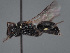  (Hylaeus longimacula - HASARD-169)  @11 [ ] nrr (2024) Unspecified Romain Le Divelec