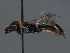  ( - HASARD-170)  @11 [ ] nrr (2024) Unspecified Romain Le Divelec