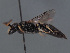  (Hylaeus mauricus - HASARD-171)  @11 [ ] nrr (2024) Unspecified Romain Le Divelec