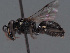  ( - HASARD-174)  @11 [ ] nrr (2024) Unspecified Romain Le Divelec