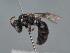  ( - HASARD-175)  @11 [ ] nrr (2024) Unspecified Romain Le Divelec
