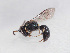  ( - HASARD-182)  @11 [ ] nrr (2024) Unspecified Romain Le Divelec