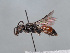  (Sphecodes creticus - HASARD-188)  @11 [ ] nrr (2024) Unspecified Romain Le Divelec